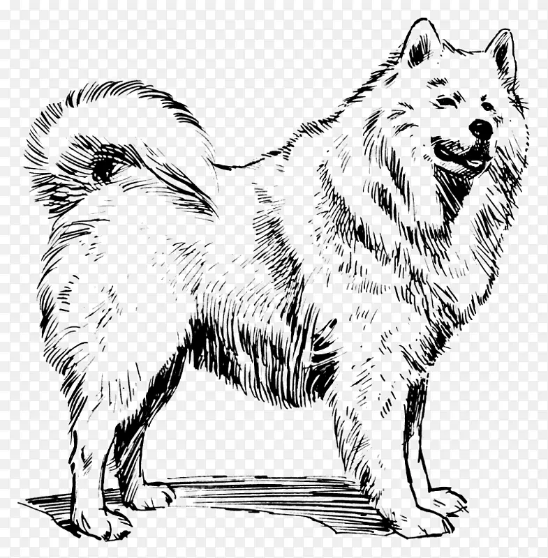 萨默德犬阿拉斯加短尾犬繁殖剪贴画