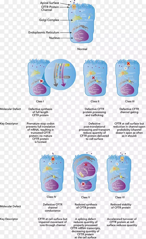 囊性纤维化跨膜电导调节剂突变蛋白细胞-细胞分子