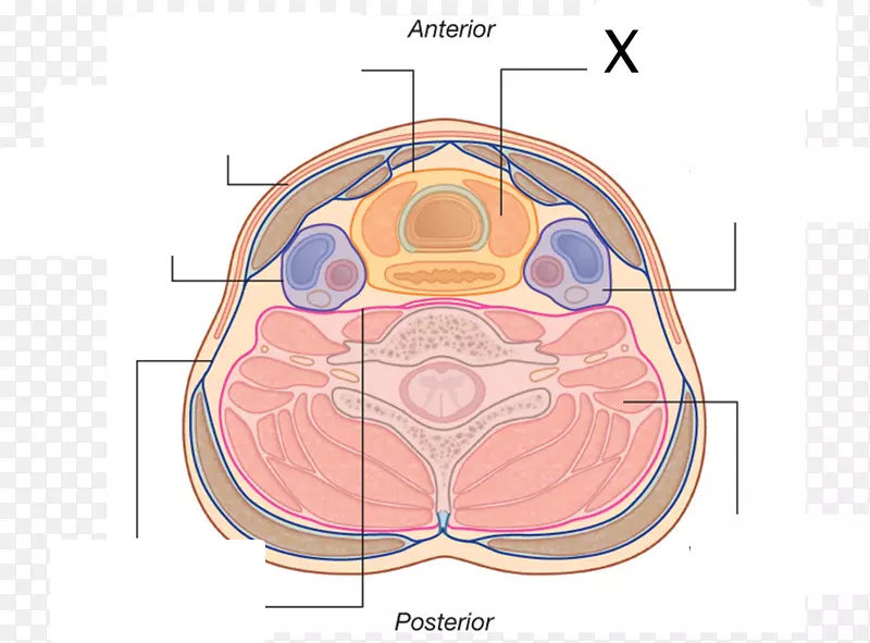 气管前筋膜深颈筋膜室-内脏