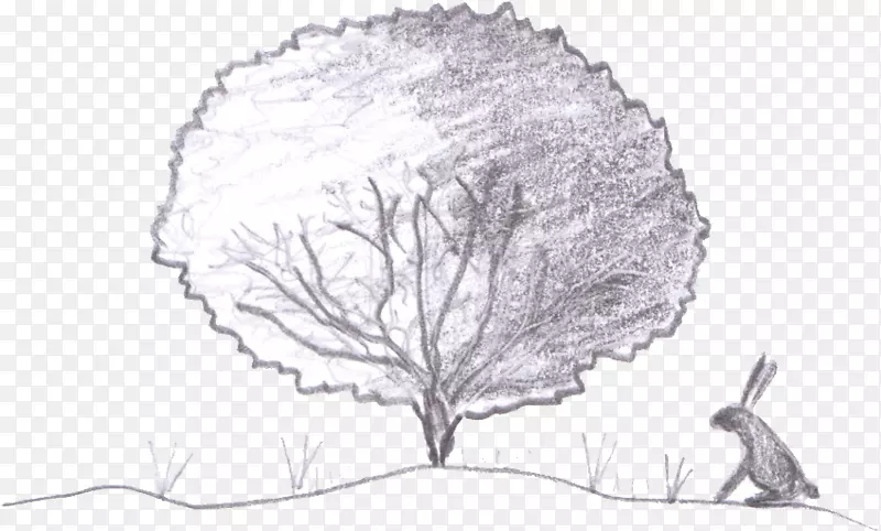 木本植物素描-银杏树