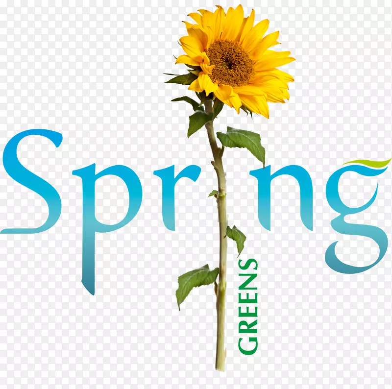 斯普林格科学+商业媒体计算机会议讲稿出版学术会议-春季绿色