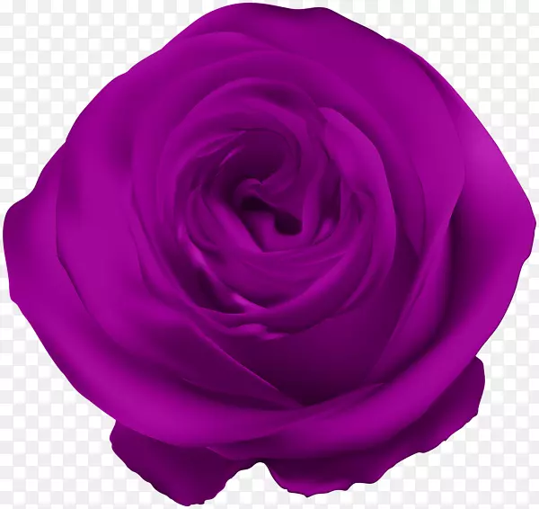 蓝玫瑰花紫玫瑰