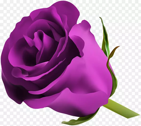 蓝玫瑰剪贴画-紫玫瑰