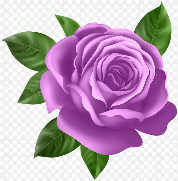 玫瑰花桌面壁纸夹艺术紫色玫瑰