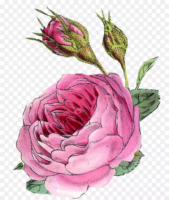 切花、花卉设计、花园玫瑰、蜈蚣玫瑰-粉红色遮阳