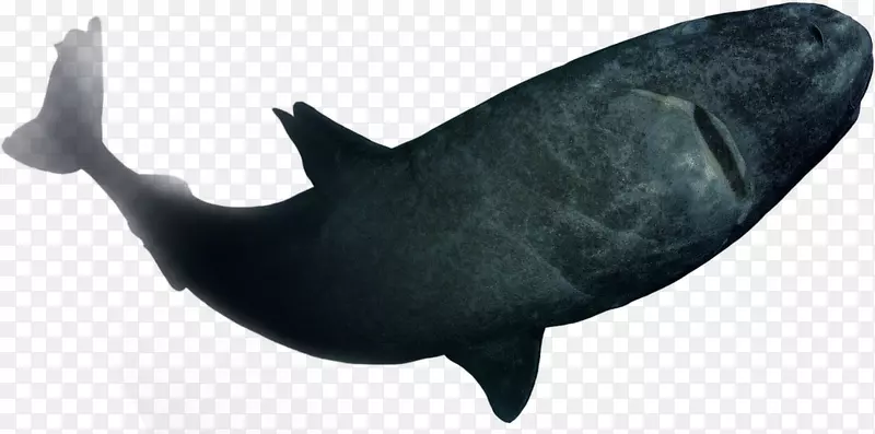 鲨鱼、海洋海豚-海床