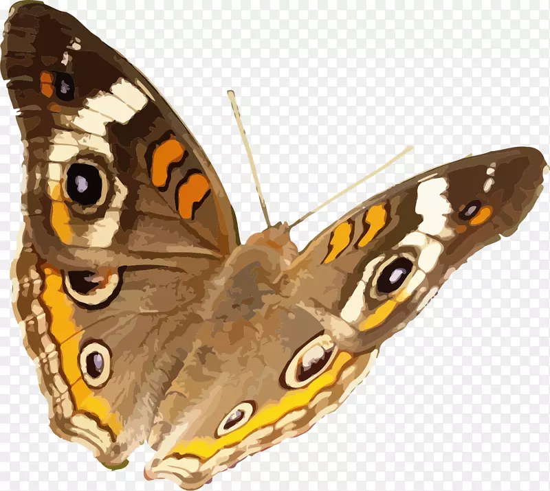 蝴蝶昆虫常见七叶草科-魁北克
