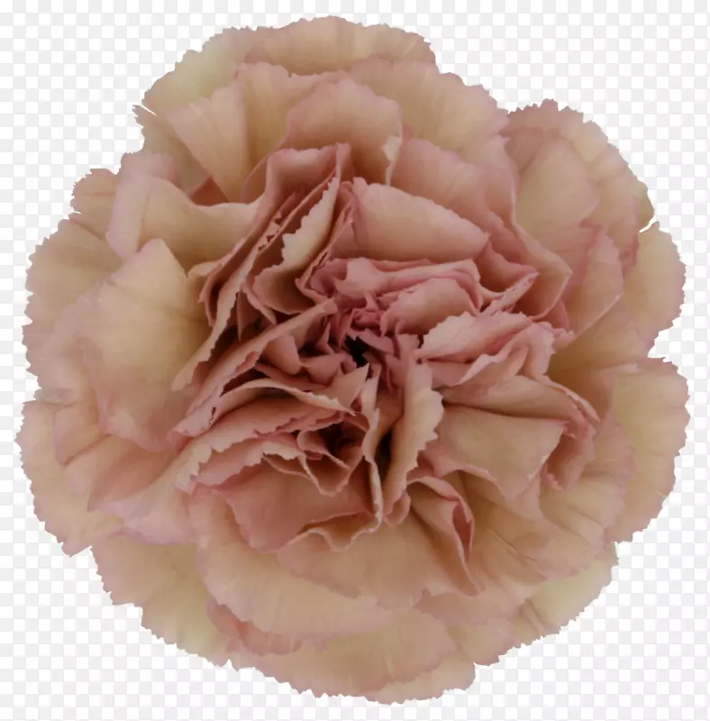 康乃馨花瓣设计金丝桃-小菊花