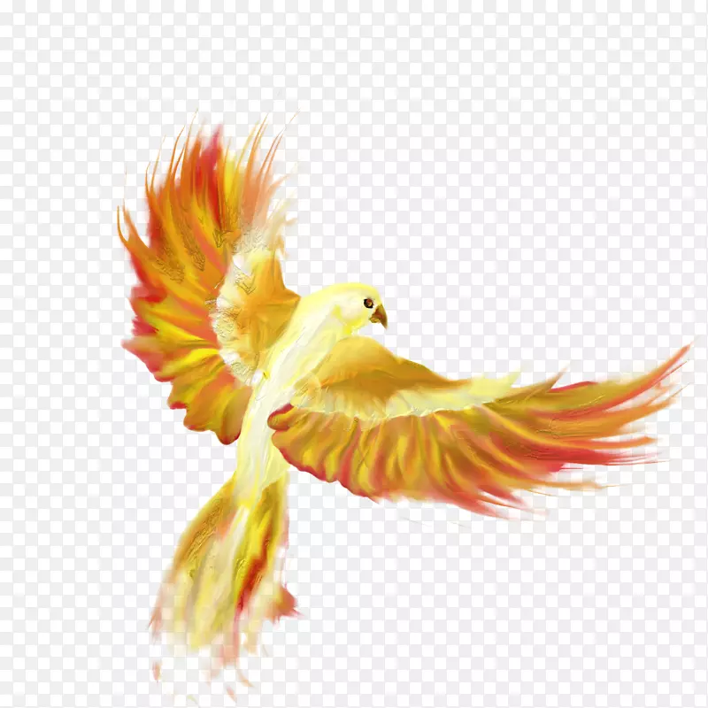 火鸟画凤凰桌面壁纸-动物鸟