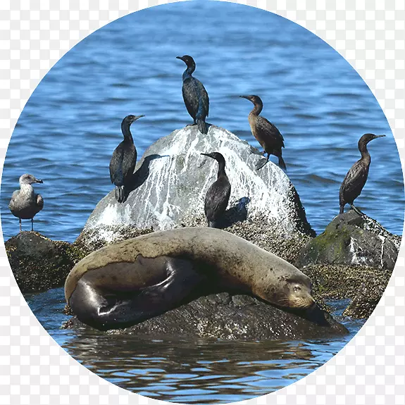 加利福尼亚海狮鸭虎鲸-章鱼鸟笼