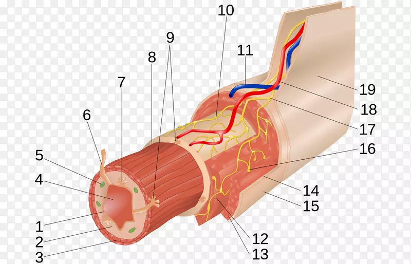 肌间神经丛粘膜下丛肌层胃肠道消化载体