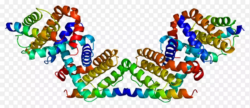 蛋白磷酸肌醇3-激酶bcl-2基因-mito类
