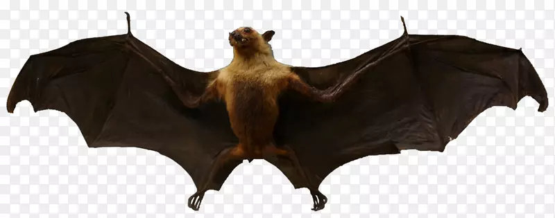 吸血蝙蝠动物欧洲蝙蝠夜不相容