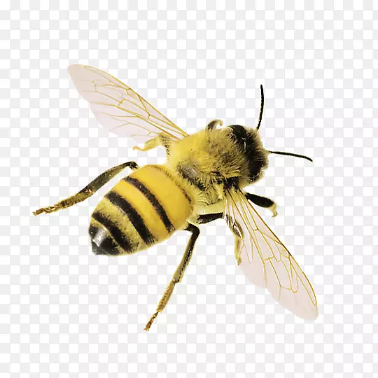 西方蜜蜂昆虫黄蜂传粉者-梅花鹿