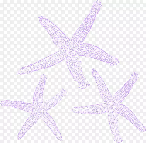 海洋无脊椎动物海星棘皮动物紫丁香-海星载体