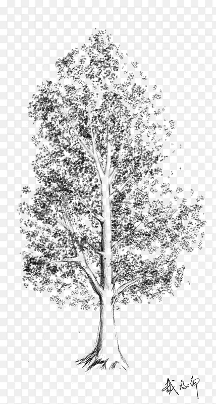 桦木木本植物叶素描树