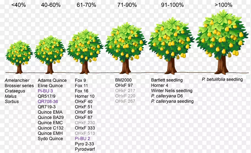 果树砧木梨矮化-一排树