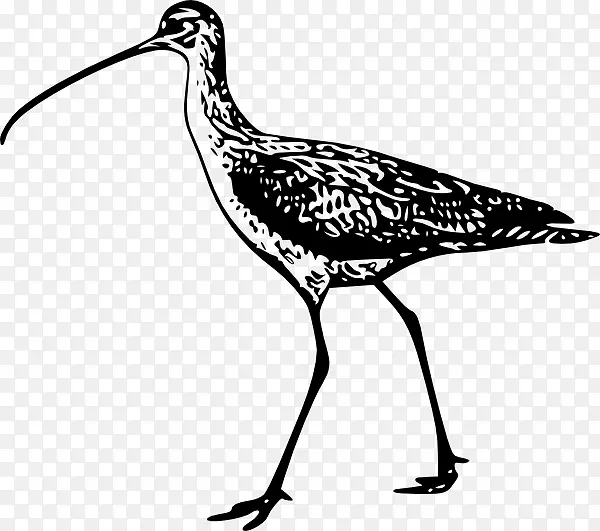 鸟类线条艺术绘画剪辑艺术-鸽子插画