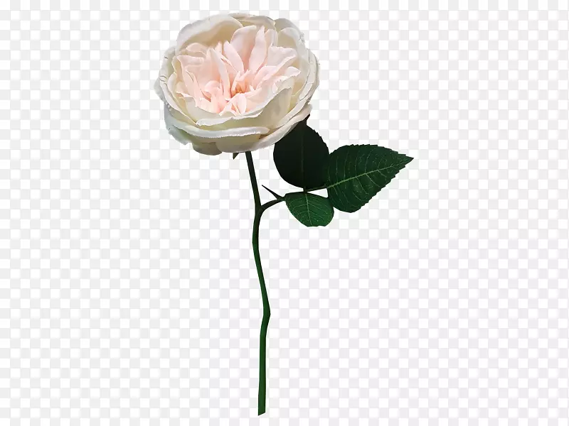 花园玫瑰、蜈蚣玫瑰切花、蔷薇科.彩绘花卉材料
