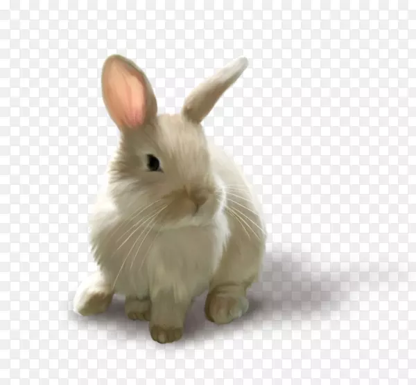 兔子复活节剪贴画-兔子背景