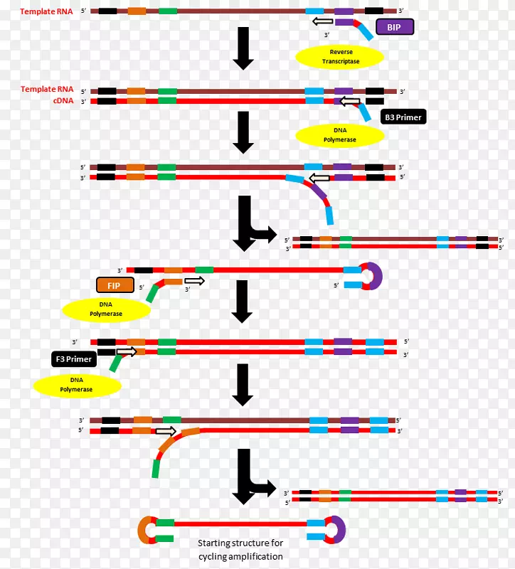 逆转录环介导的等温扩增逆转录聚合酶链反应逆转录酶引物方法