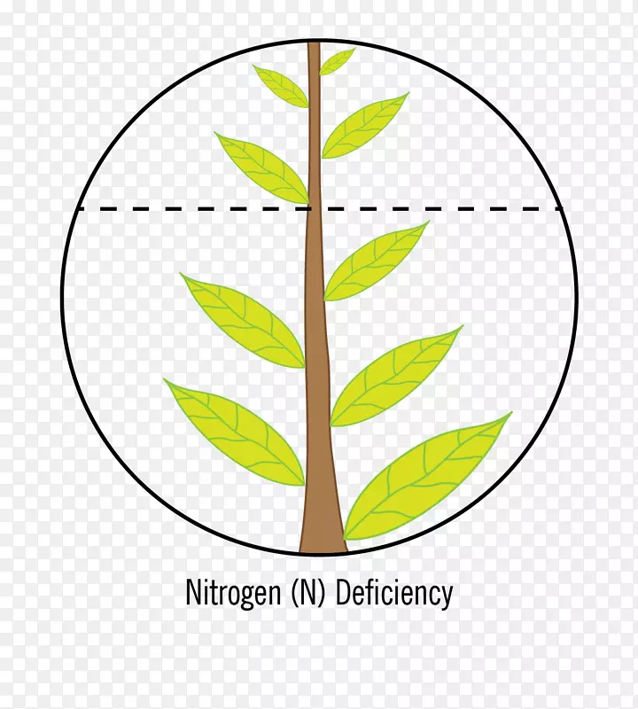 营养作物缺氮钙缺乏-氮