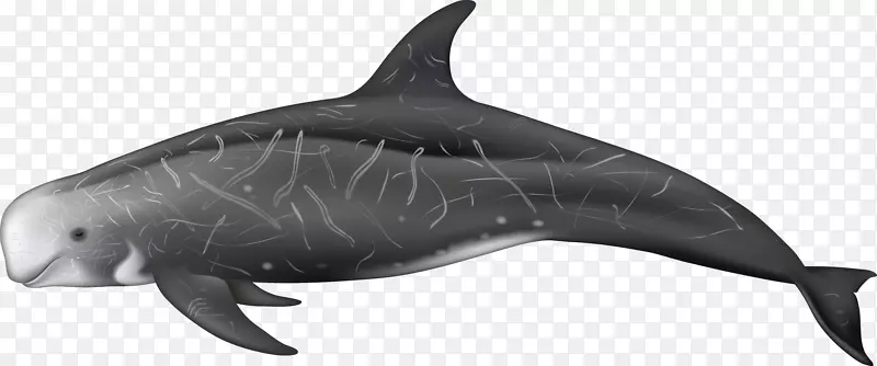 粗齿海豚旋转海豚图库溪普通宽吻海豚鲸