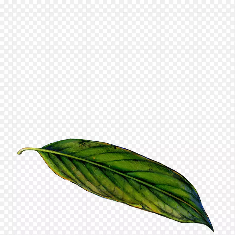 叶片光合作用叶绿体光合能力植物幼叶