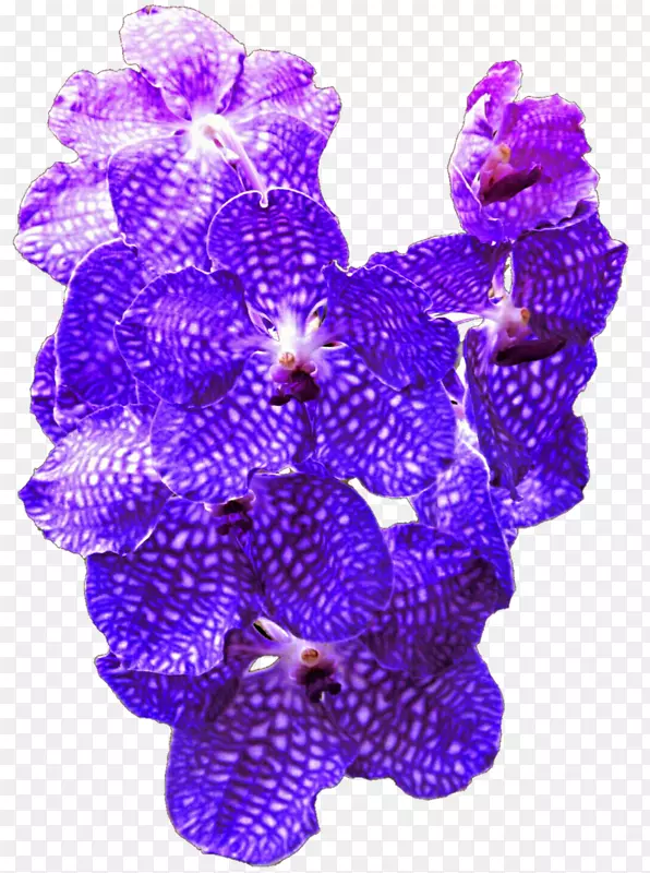 薰衣草紫罗兰紫钴蓝紫兰花