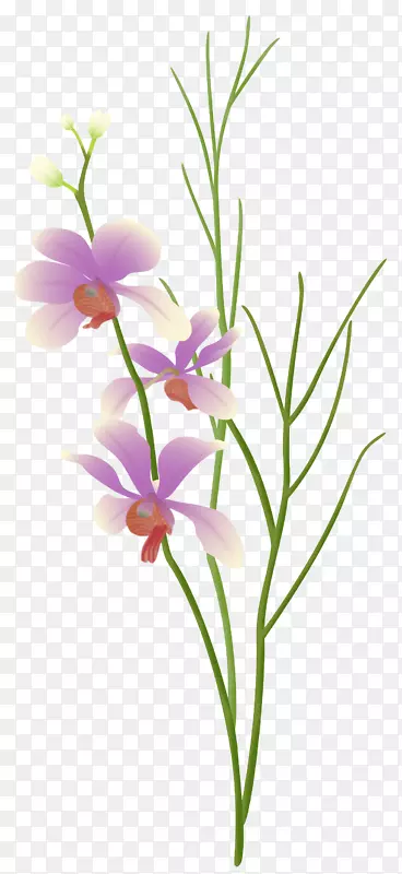 切花花卉设计植物花卉.紫色兰花