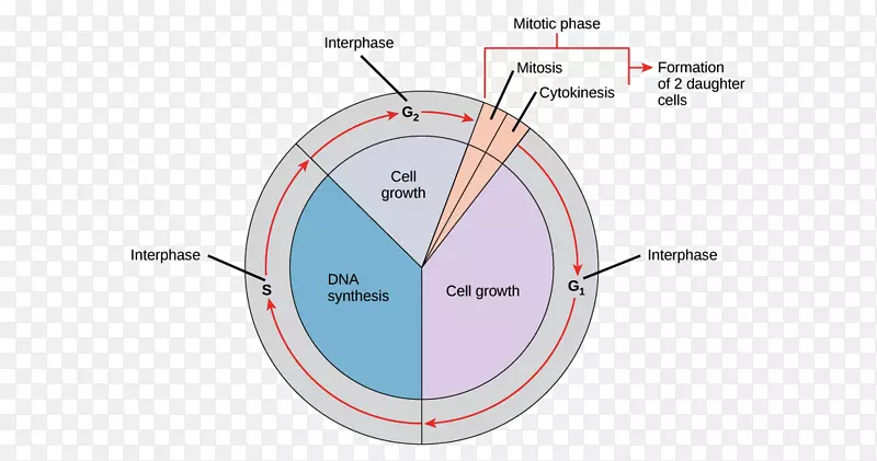 有丝分裂细胞周期间期细胞分裂前期周期图