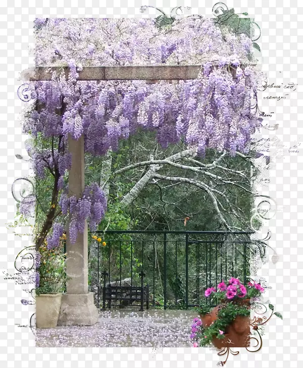 紫藤园林植物紫罗兰-山水画