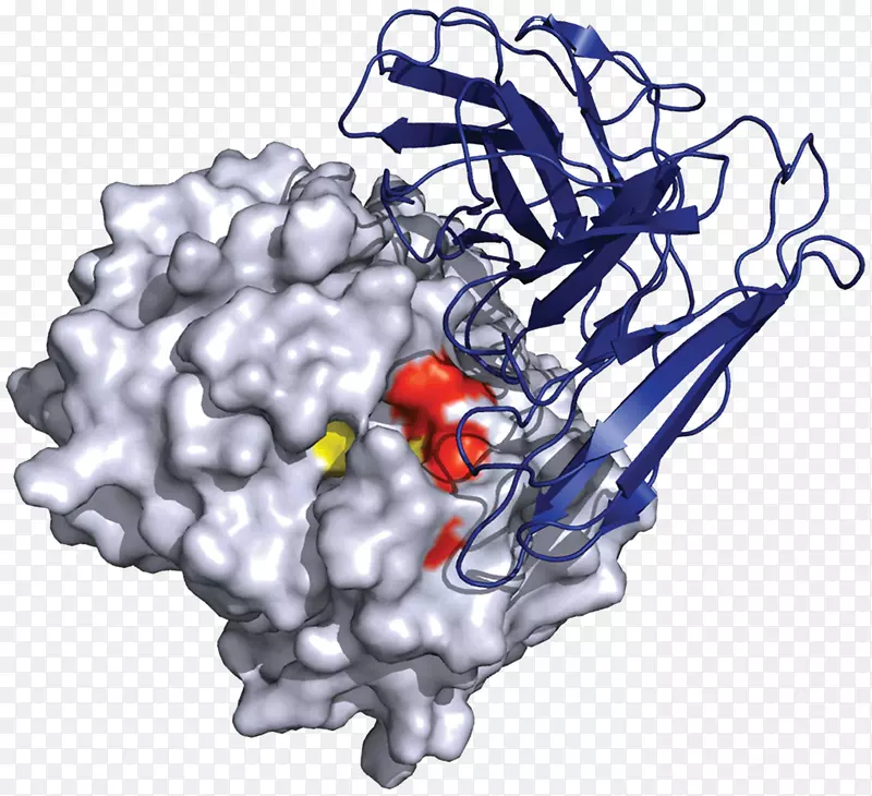 巨噬细胞移动抑制因子抗体蛋白抗原