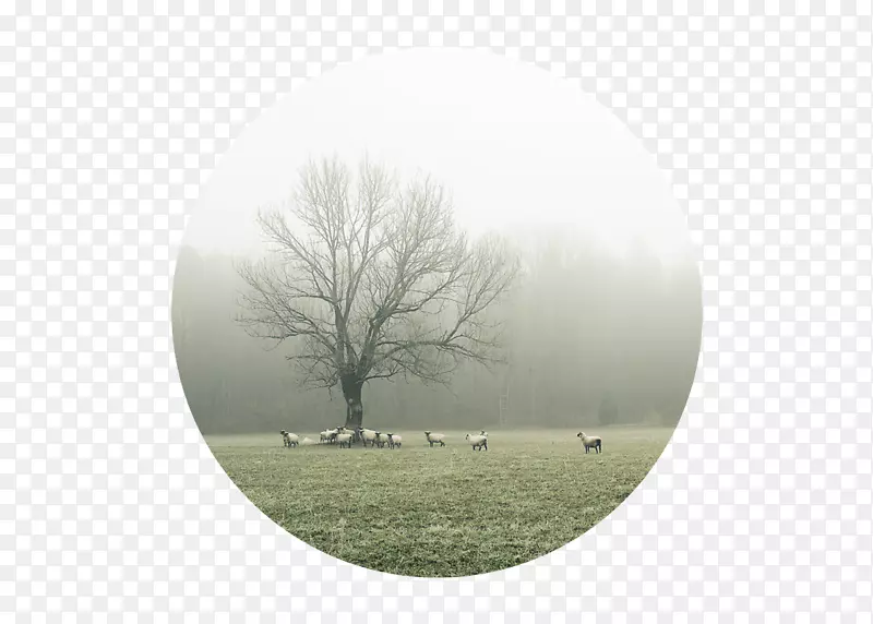 雾树天