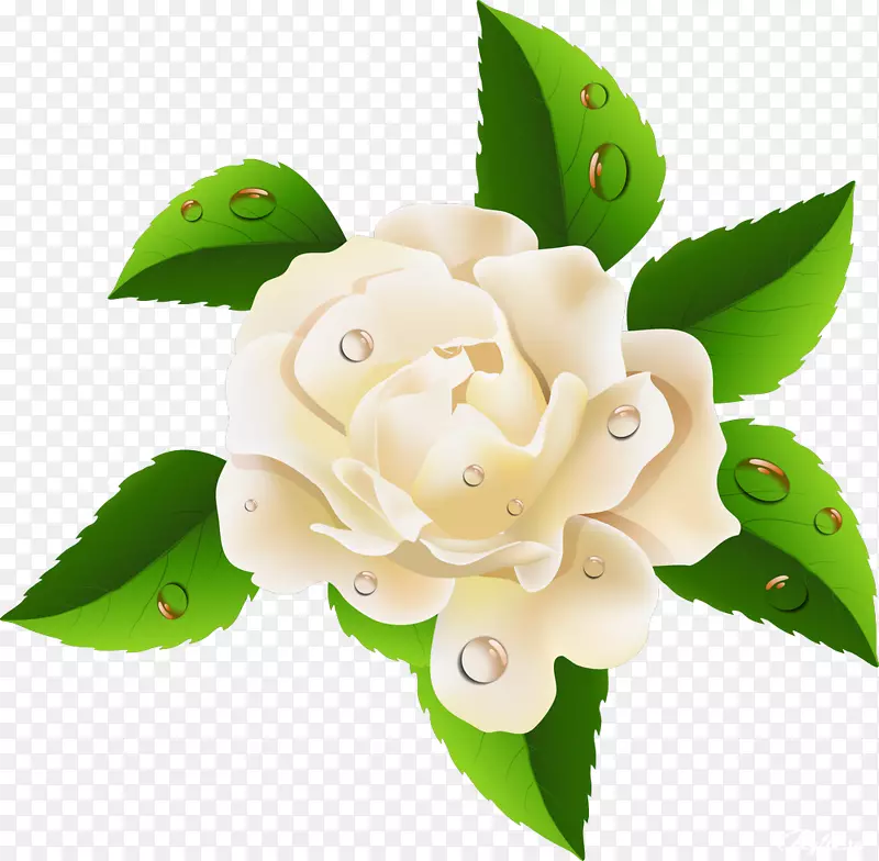 花园玫瑰剪贴画-美丽的玫瑰