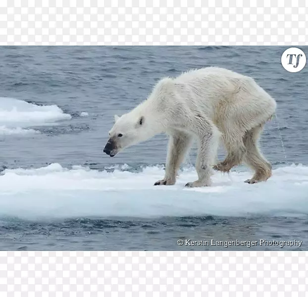 北极北极熊，欧亚棕熊海象-照片