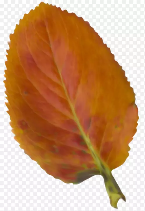 秋叶彩色剪贴画-美丽的插图