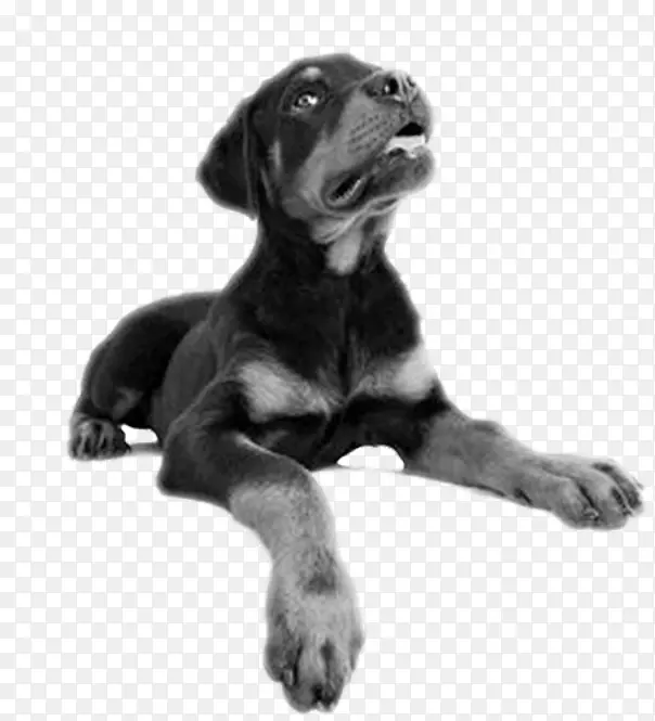 小狗罗威勒甘蔗Corso Bernese山狗摄影-创意宠物狗