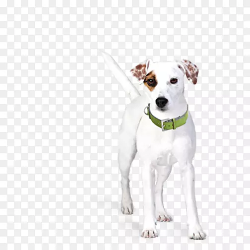 帕森罗素猎犬杰克罗素猎犬狗项圈小狗-创意宠物狗