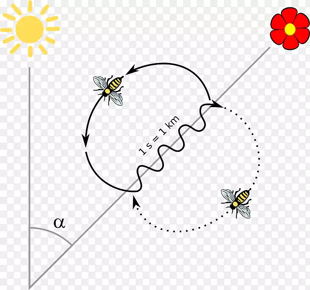 西方蜜蜂昆虫丹莎舞-蜜蜂蜂蜜