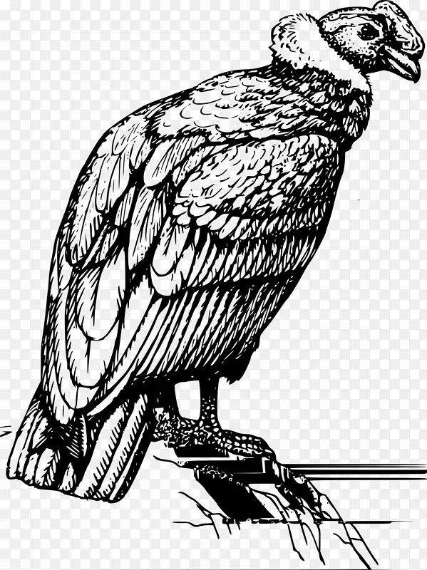 秃鹰鸟夹艺术-图腾纹身