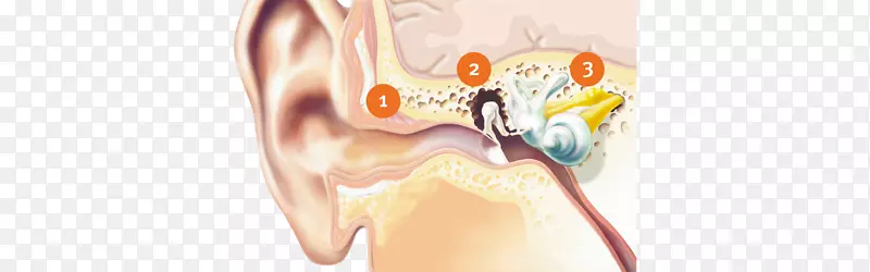 内耳听觉系统中耳听力.外横幅