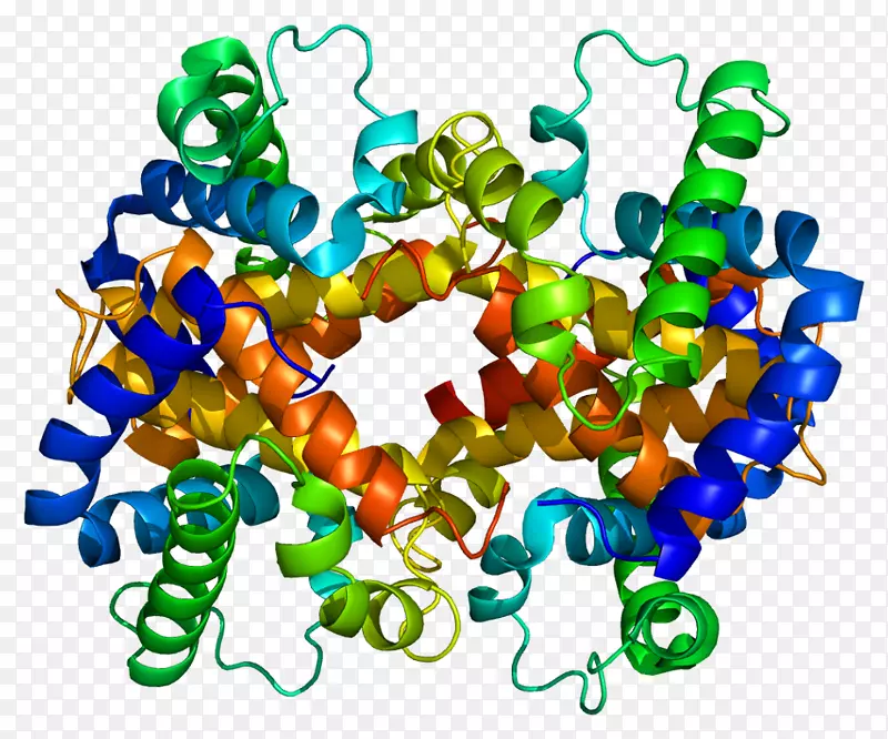 血红蛋白，α-1 HBb hbg 1-分子链