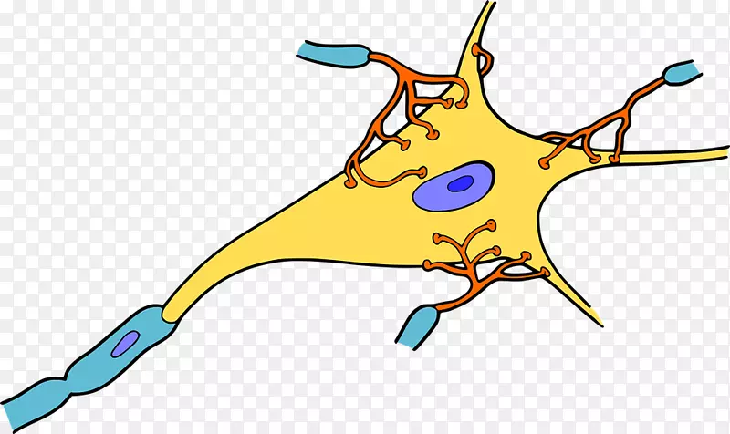 神经元生物学突触树突剪贴术神经元