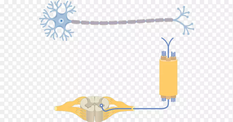 假极神经元多极神经元轴突神经元