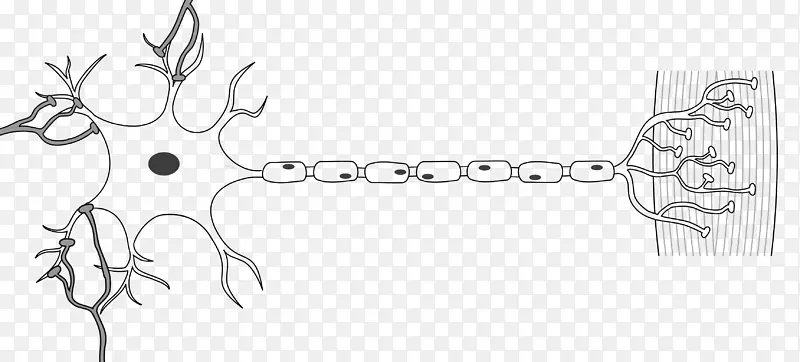阿尔法运动神经元传出神经纤维轴突神经元