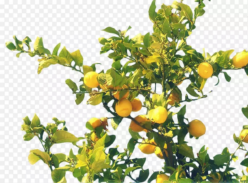 阿吉奥斯·伊万尼斯，Pelion Rangpur食物柑橘朱诺苦橙-柠檬树