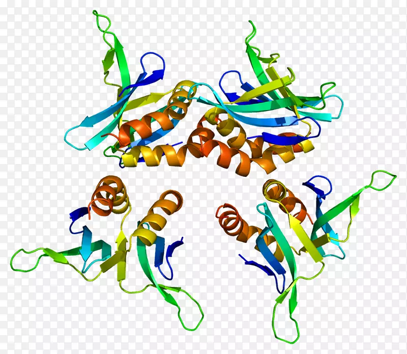 亚1融合蛋白基因核蛋白