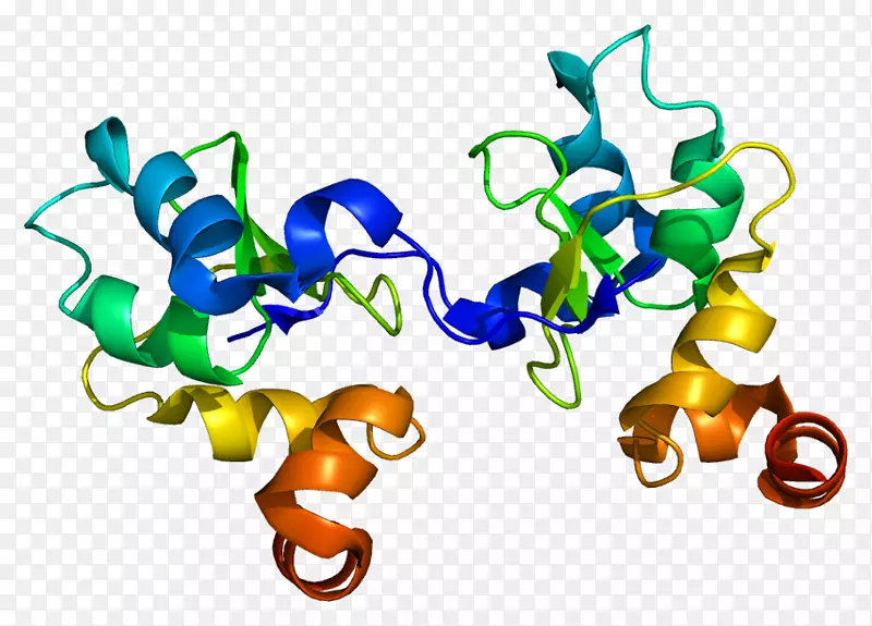 杆状病毒iap重复蛋白3抑制凋亡基因-蛋白