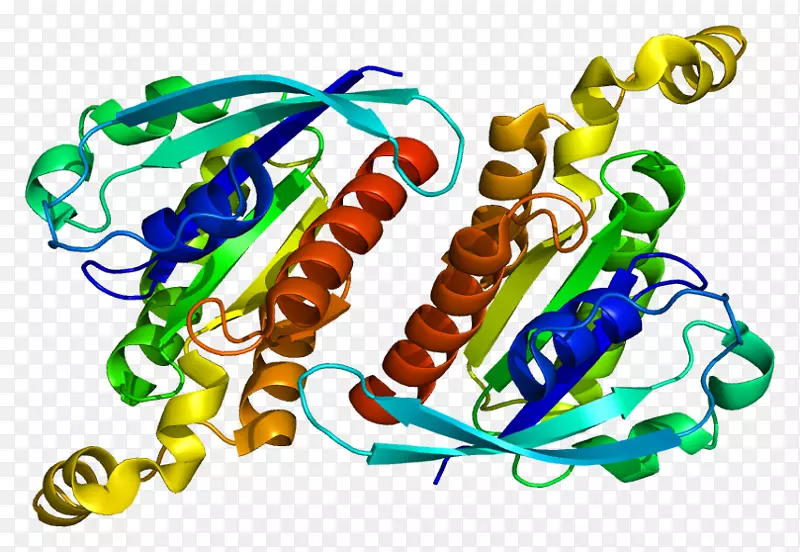 GTPases g蛋白、鸟嘌呤核苷酸交换因子-蛋白的Rho家族